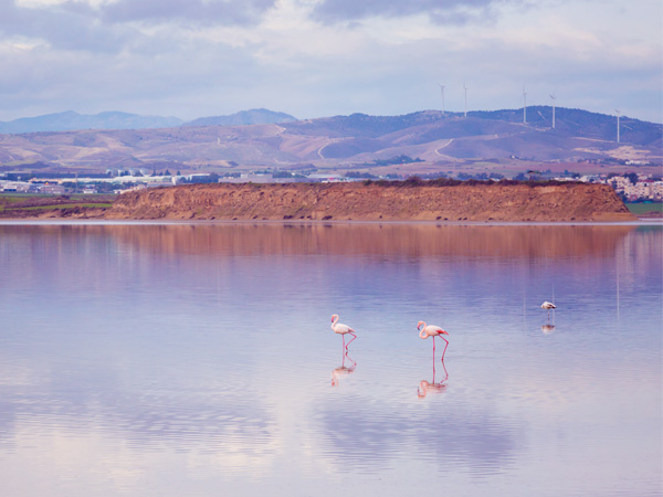 Larnaca Salt Lake