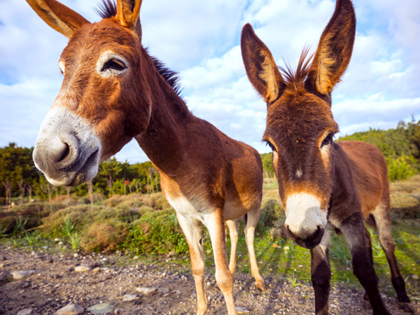 Donkey Rides Platres