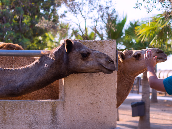 Camel Park Mazotos